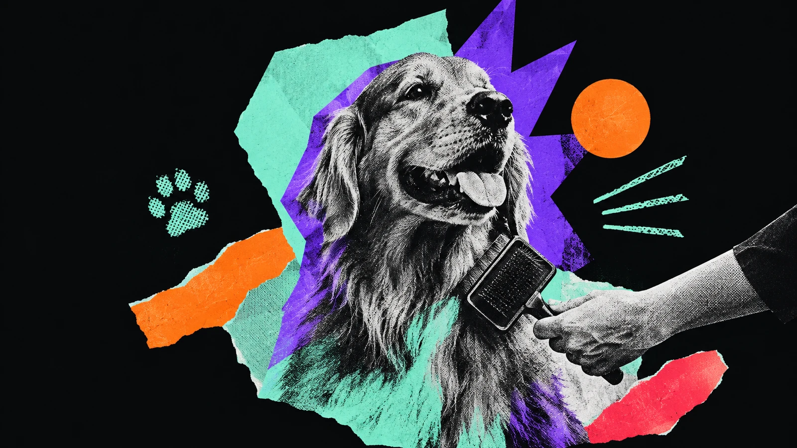 Ilustración editorial para Sparkle Grooming Co.
